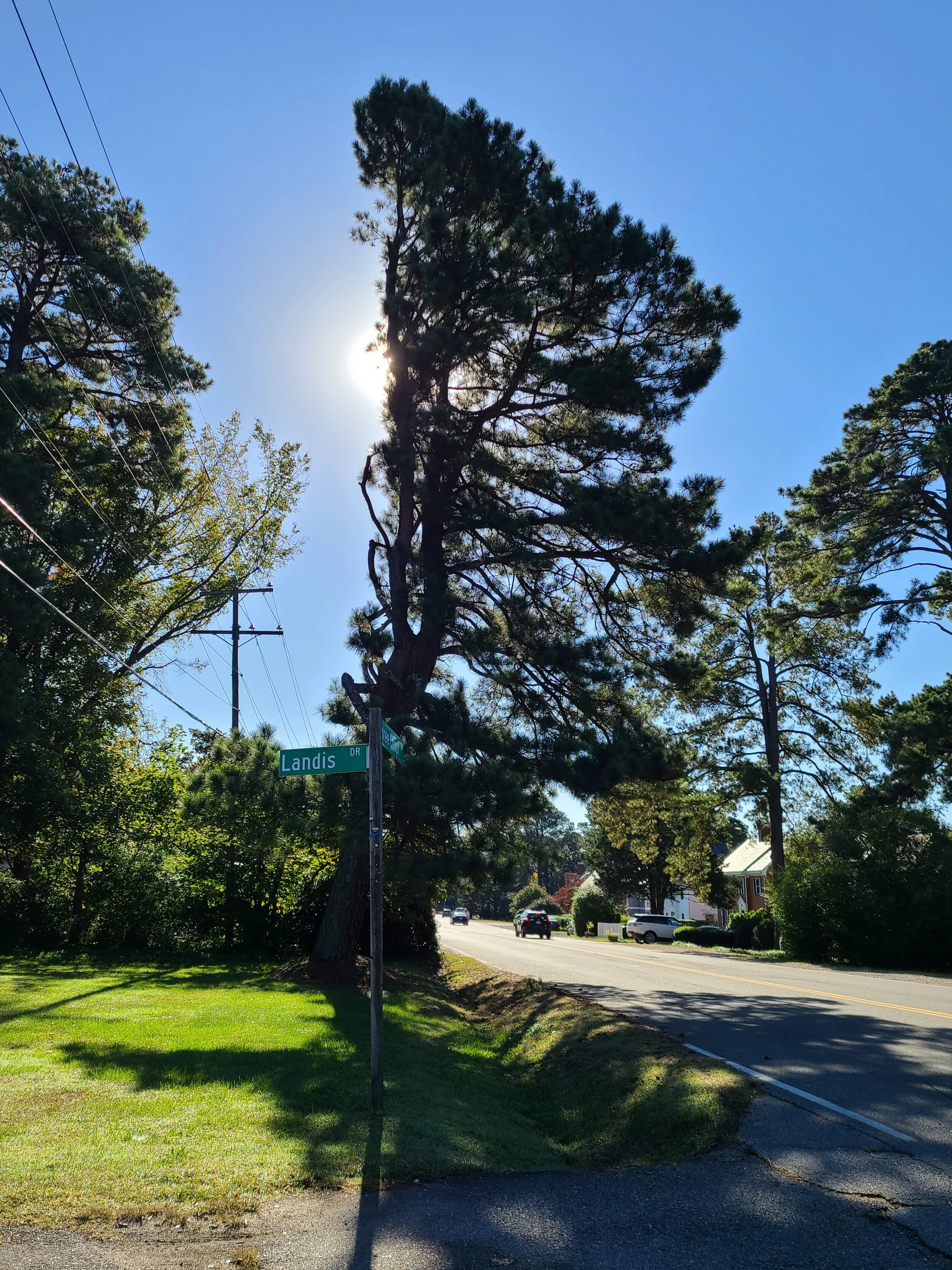 Selecting and Siting Native Trees — Plant Virginia Natives